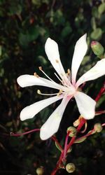 Close-up of flowers blooming outdoors