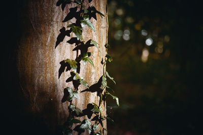 Close-up of caterpillar on tree trunk at night