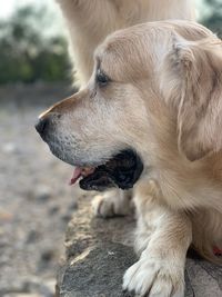 Close-up of dog looking away