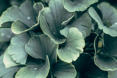 Full frame shot of flowering plant