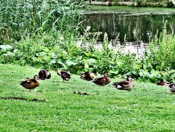 Flock of birds on field by lake