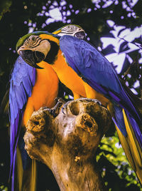 Close-up of parrot perching on branch