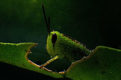 Close-up of insect on leaf