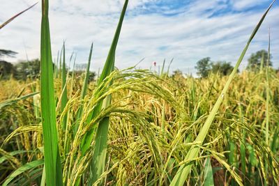 Close-up of stalks in field against sky