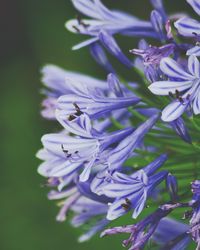 Close-up of purple flowering plant