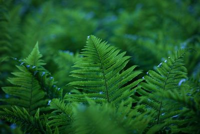 Close-up of fern leaves