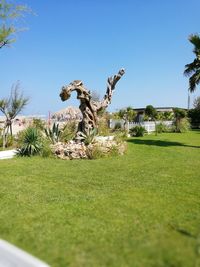 Trees in park against clear sky