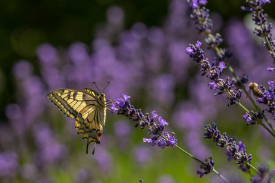 Butterfly pollinating on purple flower