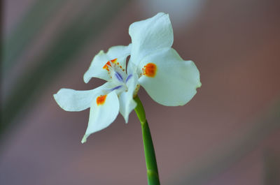 Close-up of white flowering plant