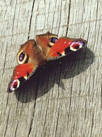 High angle view of insect on wood