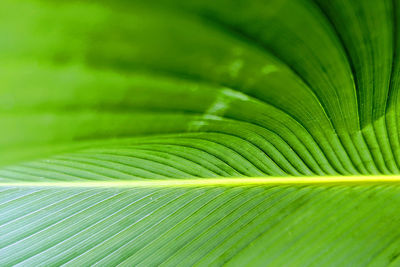 Close-up of green leaves