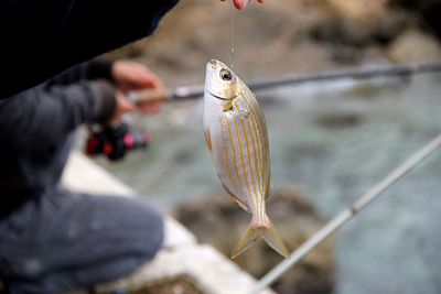 Close-up of hand holding fish