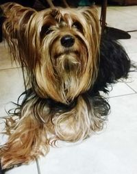 Close-up portrait of a dog