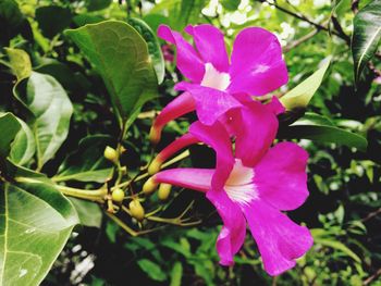 Close-up of pink flowers blooming outdoors