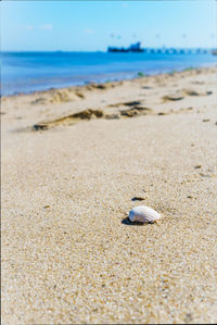 Surface level of shells on beach