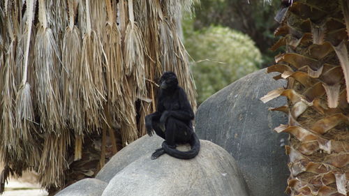 Close-up of monkey on rock