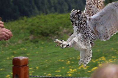 Close-up of eagle flying