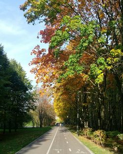 Road amidst trees against sky during autumn