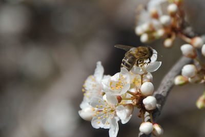 Close-up of bee pollinating on cherry blossom