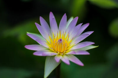 Close-up of purple flower