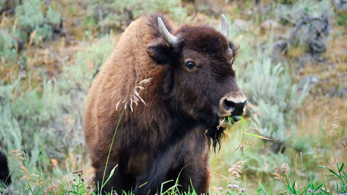 Close-up of a bison on field