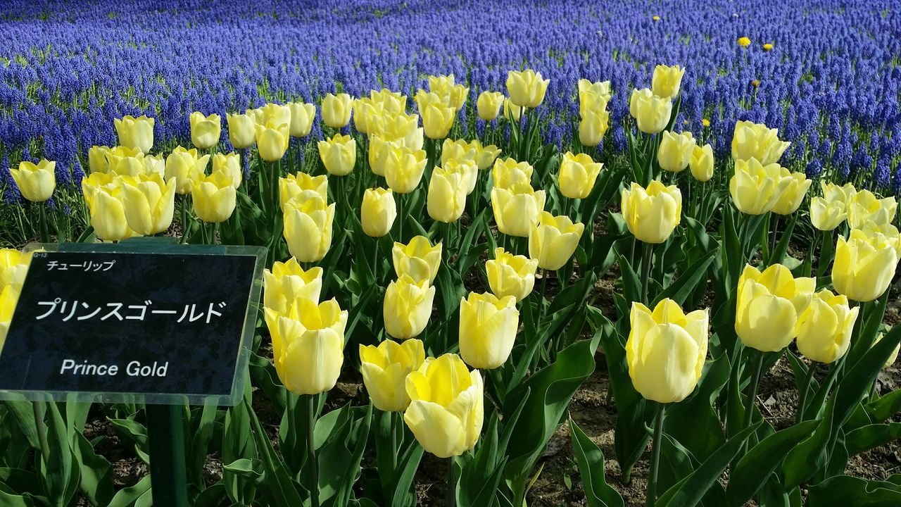 flower, text, western script, yellow, communication, field, growth, plant, grass, nature, beauty in nature, abundance, freshness, green color, day, outdoors, no people, close-up, high angle view, information sign