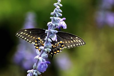 Close-up of butterfly perching on purple flower