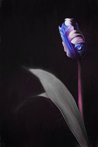 Close-up of purple flower against black background