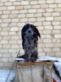 Portrait of dog against wall