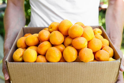 Ripe, juicy orange apricots in a box close-up. organic fruits in male hands, harvesting in autumn