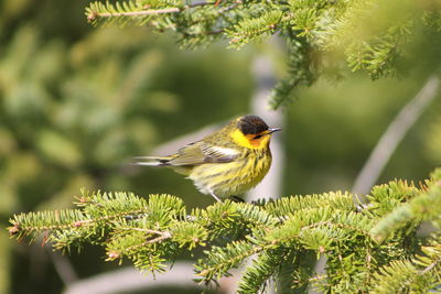 Close-up of bird perching on tree