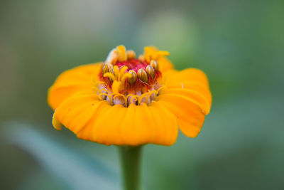 Close-up of yellow flower