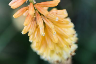 Close-up of yellow flowering plant