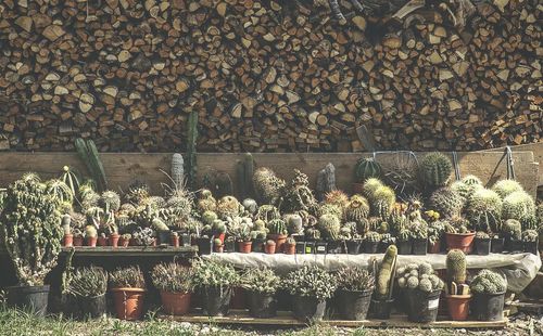 Flowers growing in pot