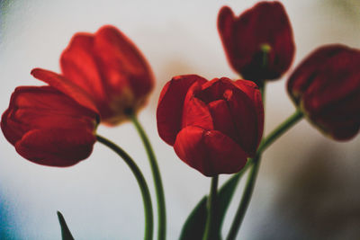 Close-up of red tulips