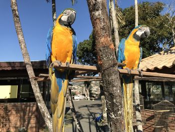 Birds perching on wooden post