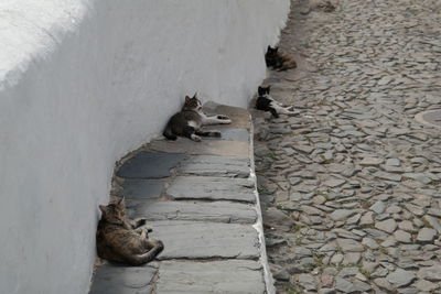 High angle view of dog on footpath