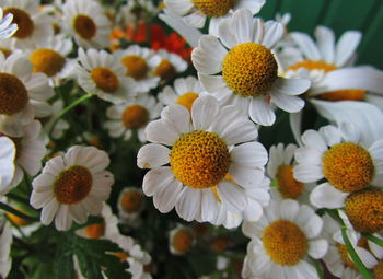 Close-up of white flowering plants