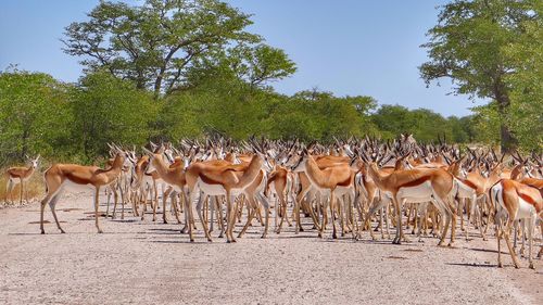 Herd of springbok on field at etosha national park