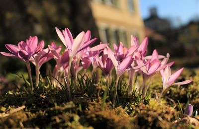 Close-up of pink flowering plants on field