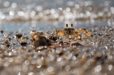 Close-up of crab on beach