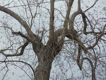 Low angle view of bare trees against sky