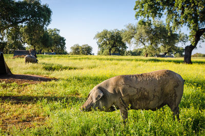 Sheep in a field