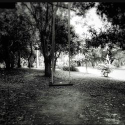 Trees in park against sky