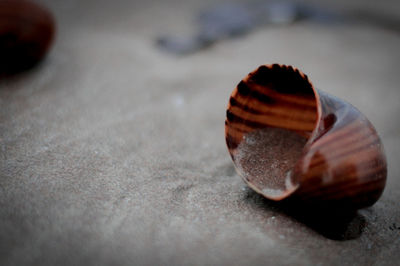 Close-up of snail