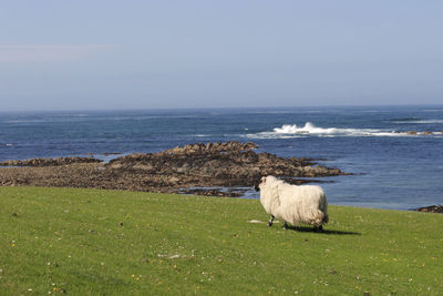 Sheep on the coastline.