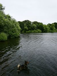 Dog swimming in lake