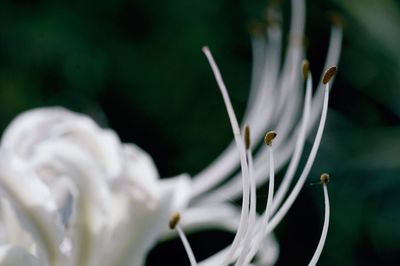 Close-up of white flower growing on plant