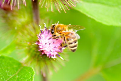 Close-up of bee pollinating on flower