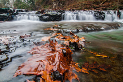 Scenic view of waterfall in forest during autumn